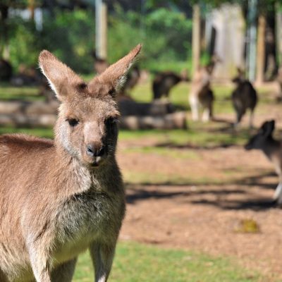 Lone Pine Koala Sanctuary